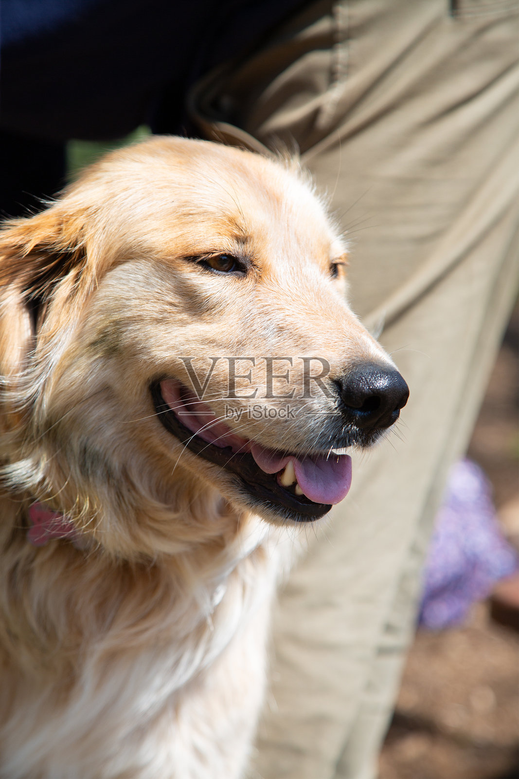 狗狗可爱的脸部特写，调皮地伸出舌头照片摄影图片