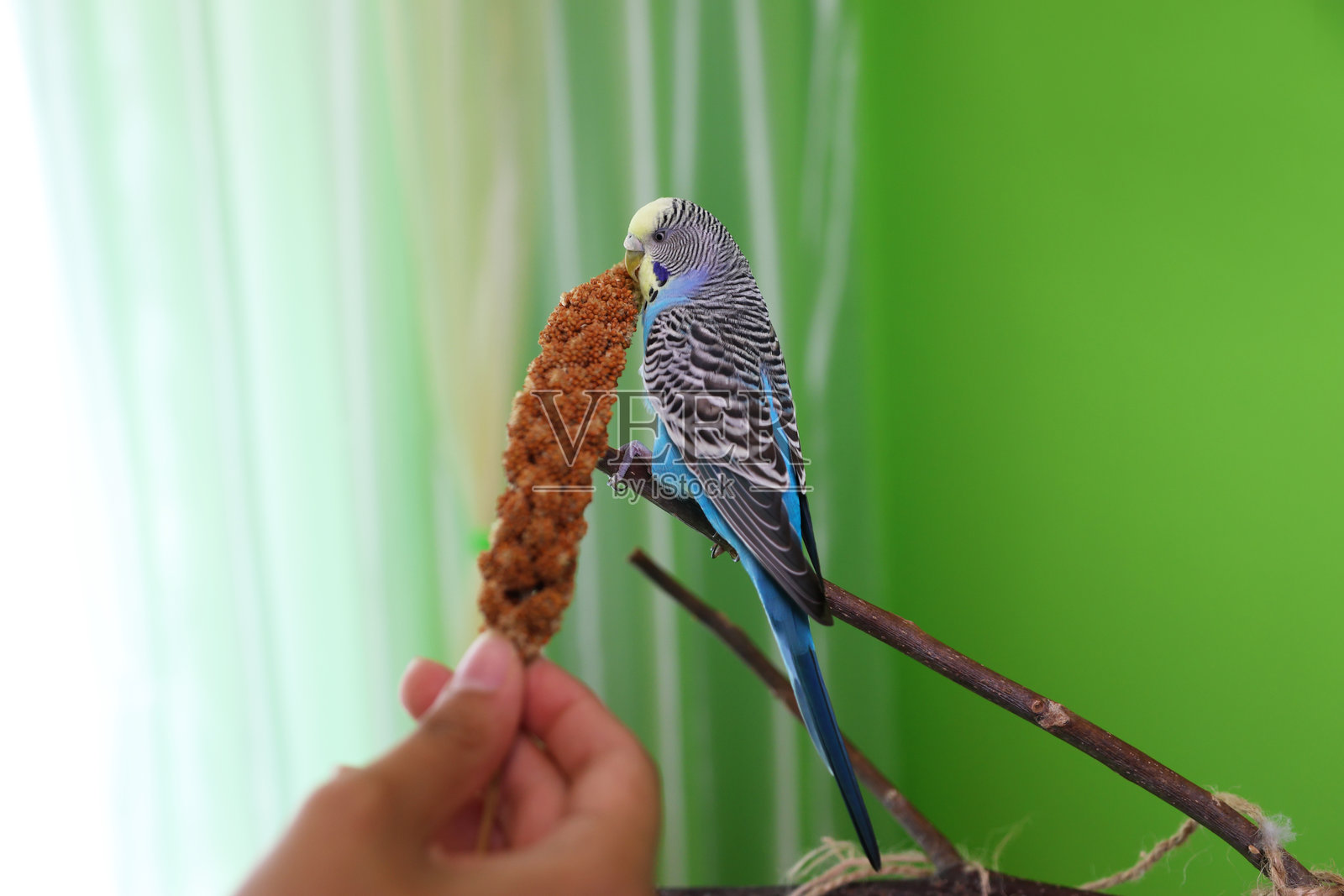 人们照顾并与捷克品种的鹦鹉玩耍。照片摄影图片