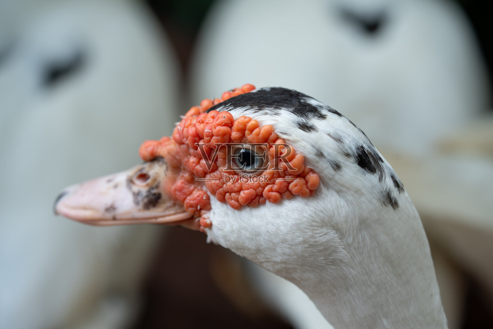 在自然光下拍摄的红头鸭详细图像，羽毛色彩对比鲜明。非常适合自然项目和鸟类研究。照片摄影图片