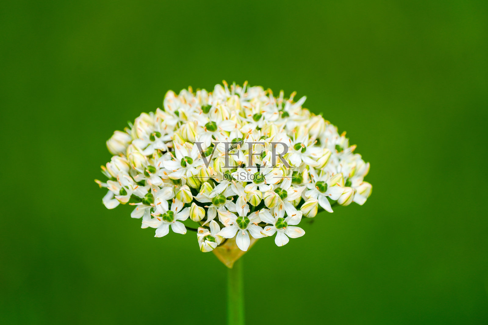 白洋葱花与绿色背景。照片摄影图片