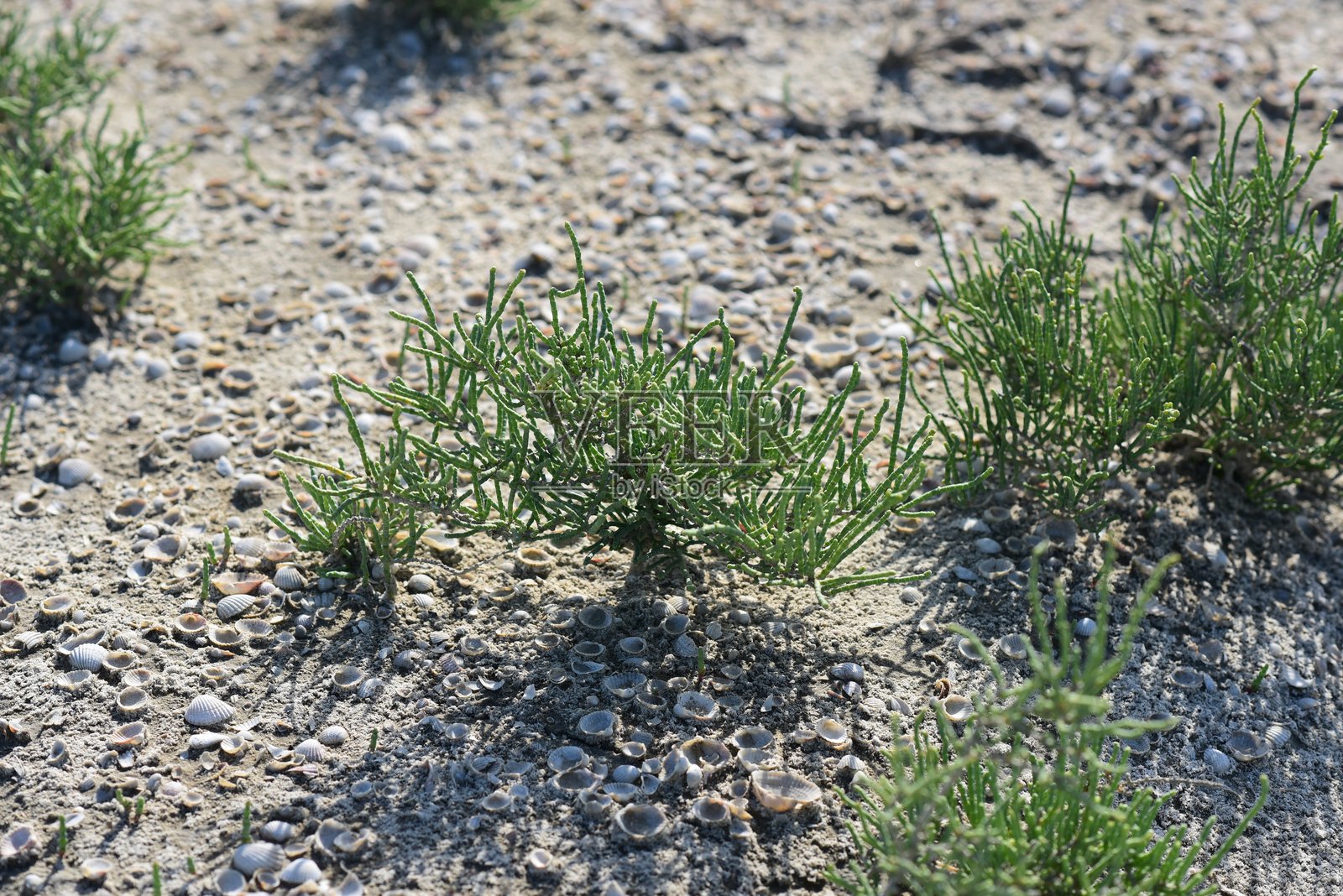 海边的迷迭香种植园照片摄影图片