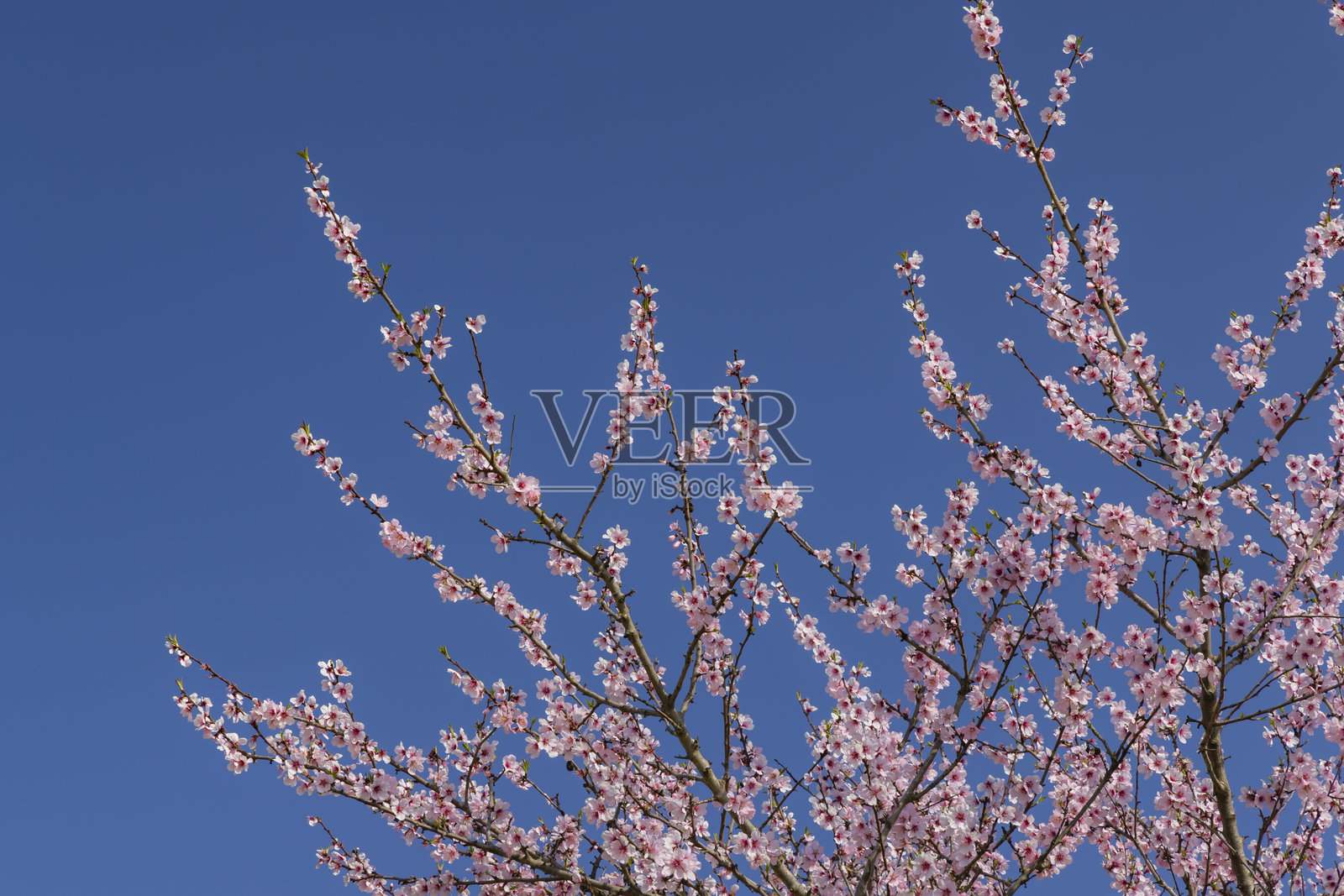 春天盛开的粉色枝条照片摄影图片