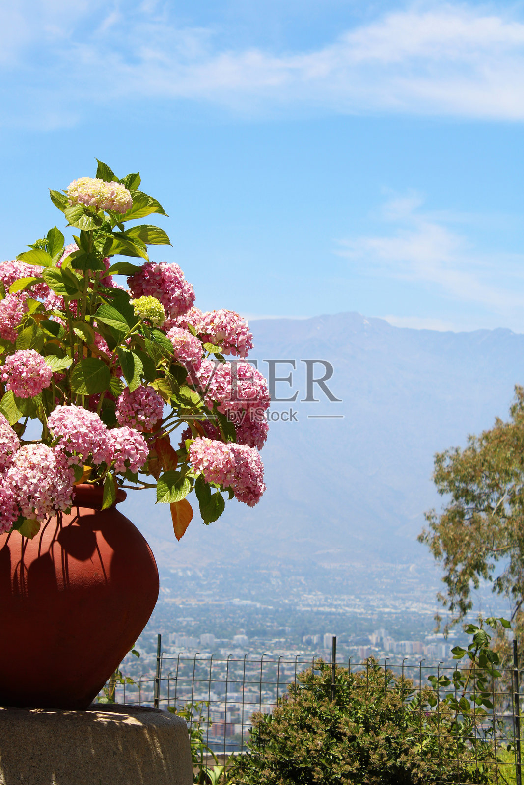 花盆里盛开的美丽绣球花照片摄影图片