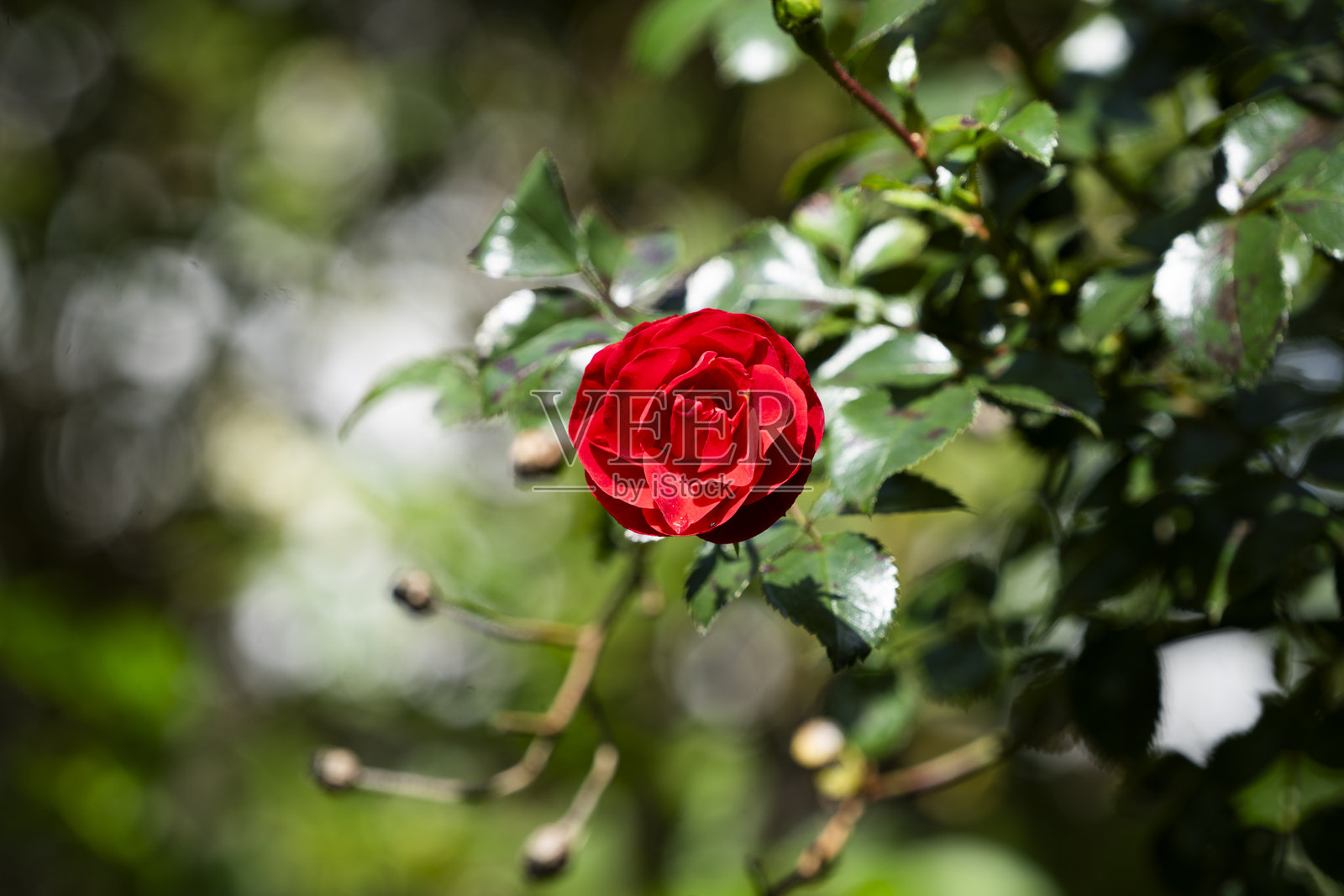 夏日阳光明媚的花园里的玫瑰花。照片摄影图片