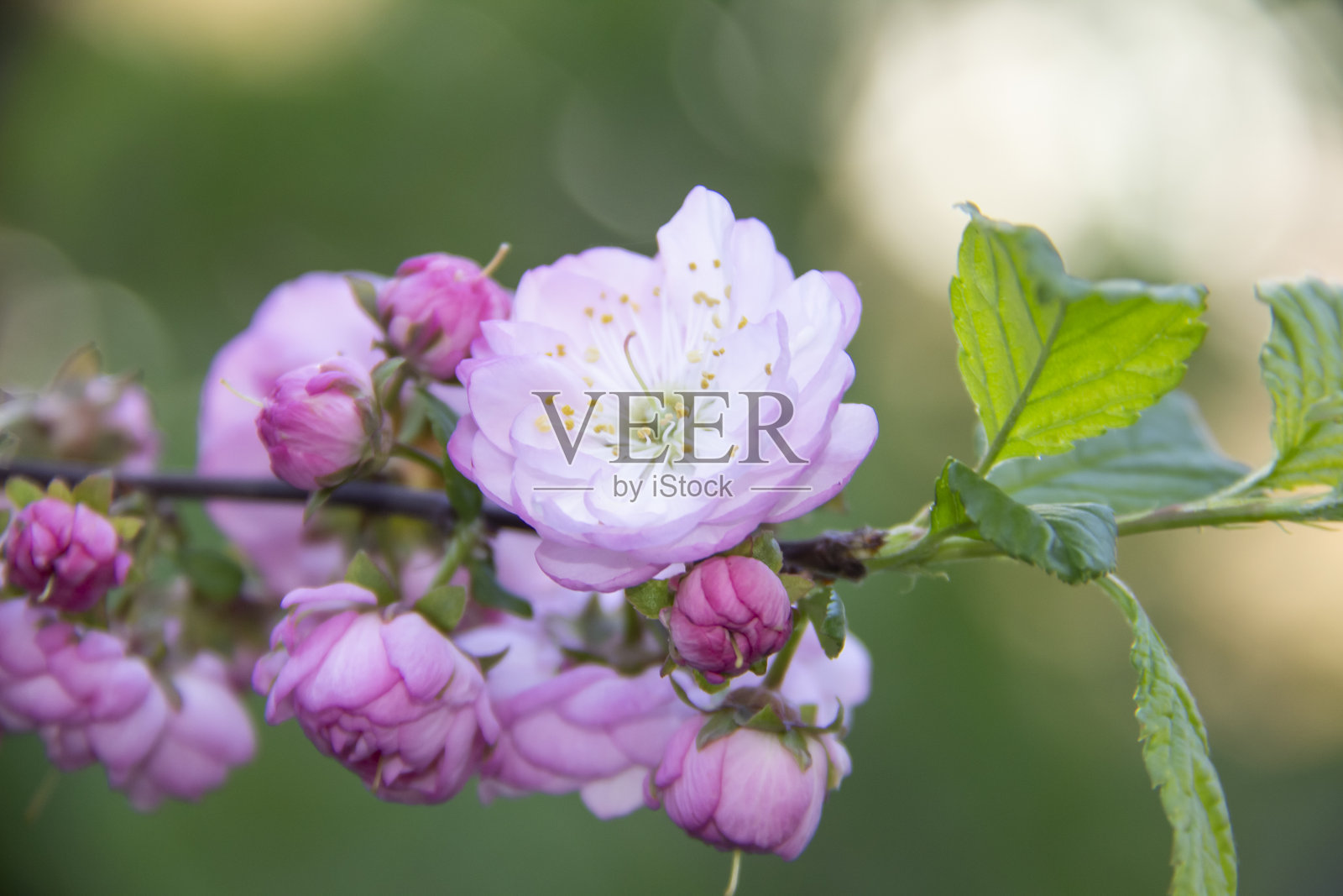 美丽而温柔的樱花枝条。樱花特写背景。花卉背景。春天的粉色花朵在树枝上绽放，散发着香气。照片摄影图片