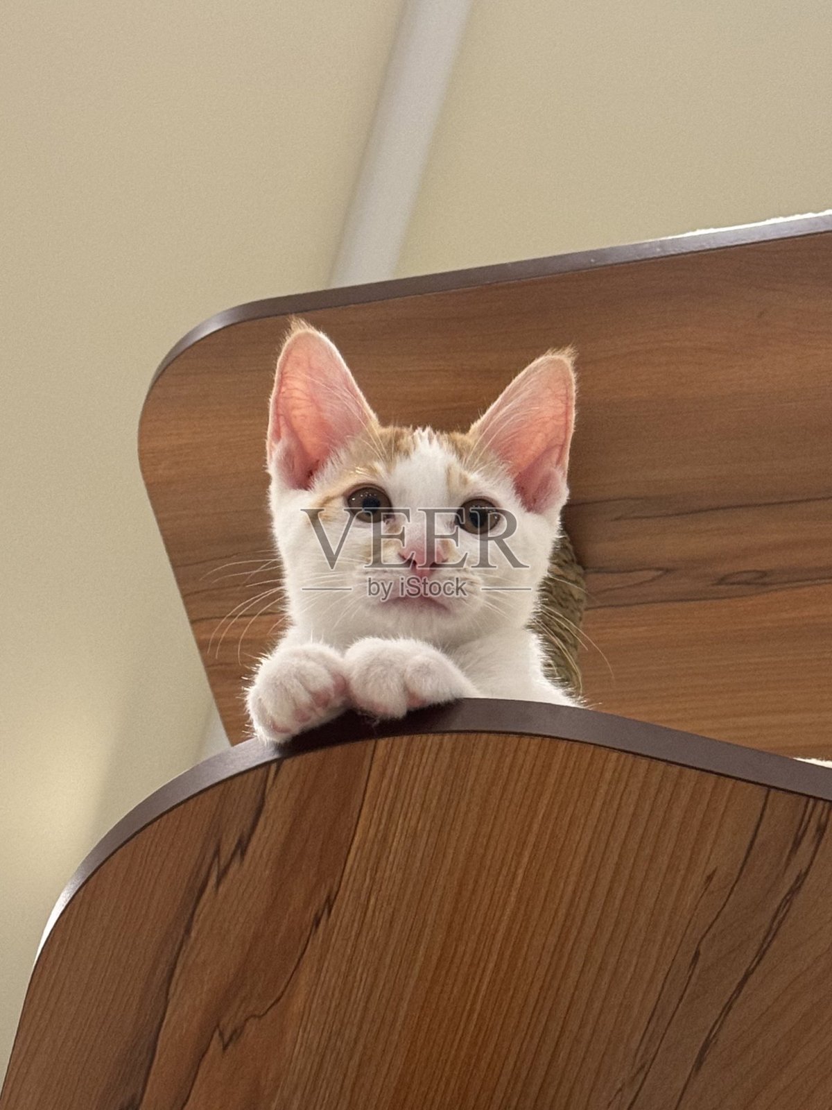 一只拥有光滑毛发和顽皮性格的印尼家猫，懒洋洋地躺在阳光明媚的地方。非常适合宠物摄影，展示当地猫咪在家中的魅力与美丽。照片摄影图片