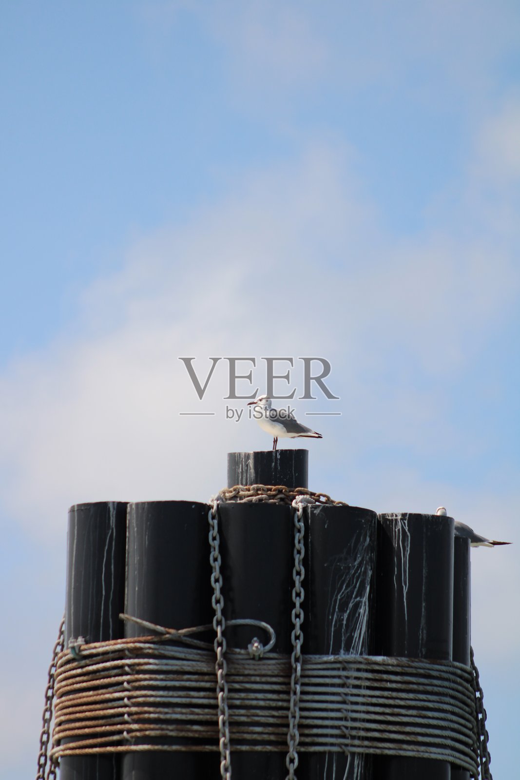 桅杆上的海鸥照片摄影图片