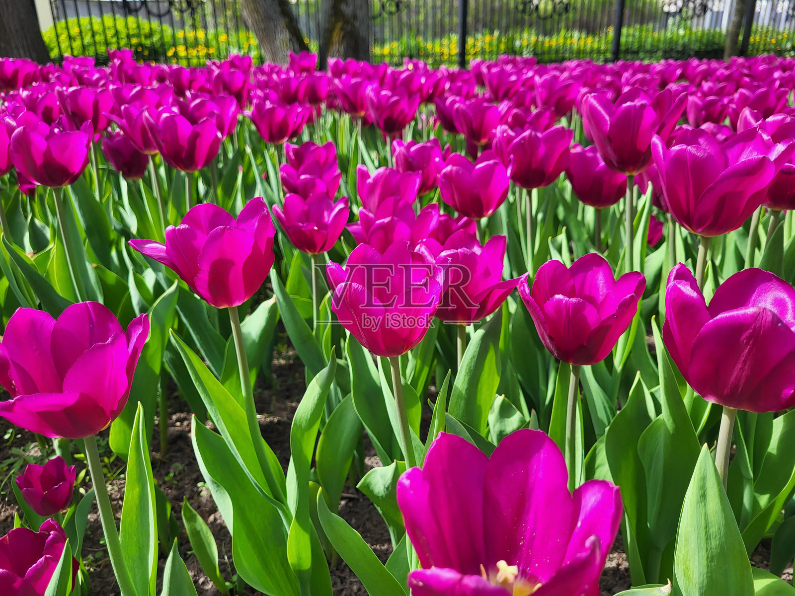 春天的花园里，花坛中盛开的紫色郁金香照片摄影图片