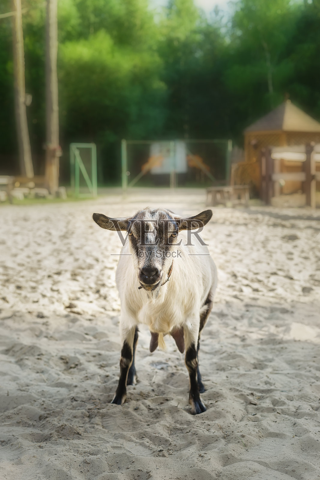 小山羊在麦田里。照片摄影图片