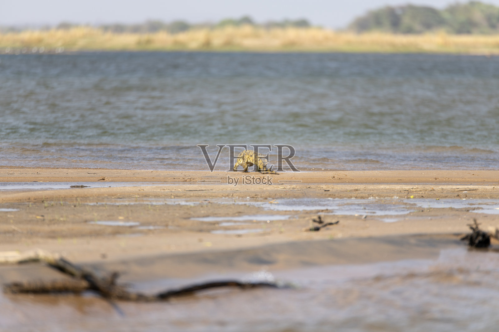 赞比西河沙滩上的年轻鳄鱼照片摄影图片