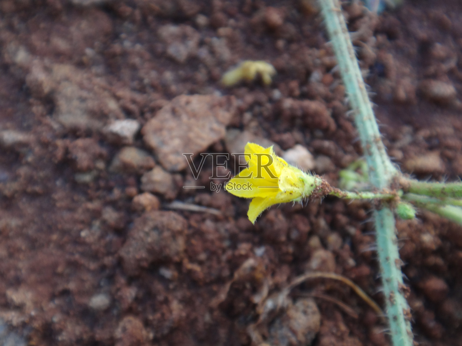 马西克斯花（Cucumis anguria）的精致：黄色之美，自然的授粉者磁石。马西克斯花展现出细腻的黄色美丽，娇小而生动，吸引着其繁殖周期所需的重要授粉者。照片摄影图片