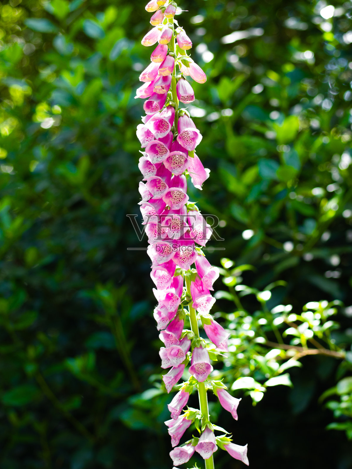 盛开的花朵。照片摄影图片
