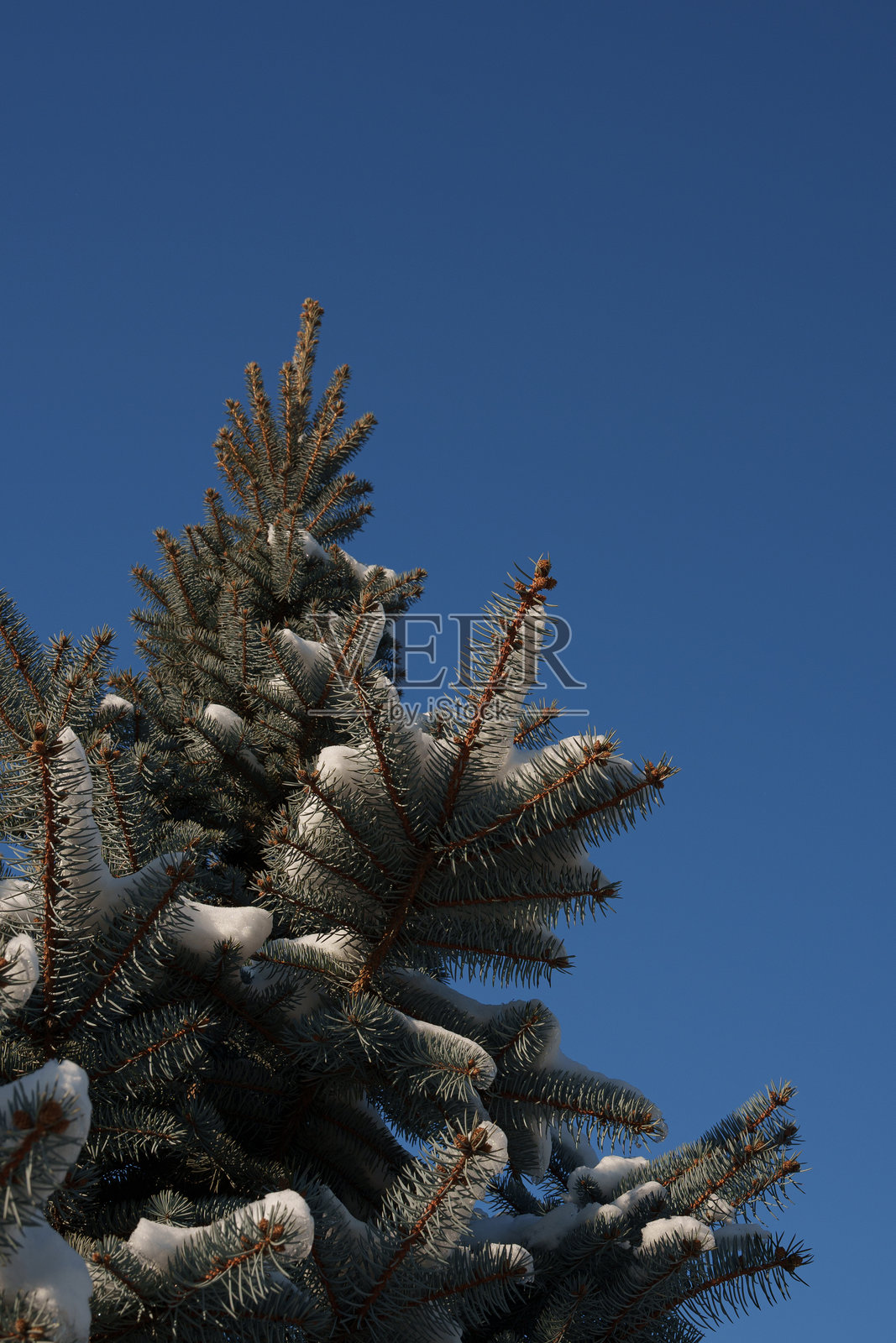冬季被雪覆盖的云杉。树枝上的雪。神奇的冬天。照片摄影图片