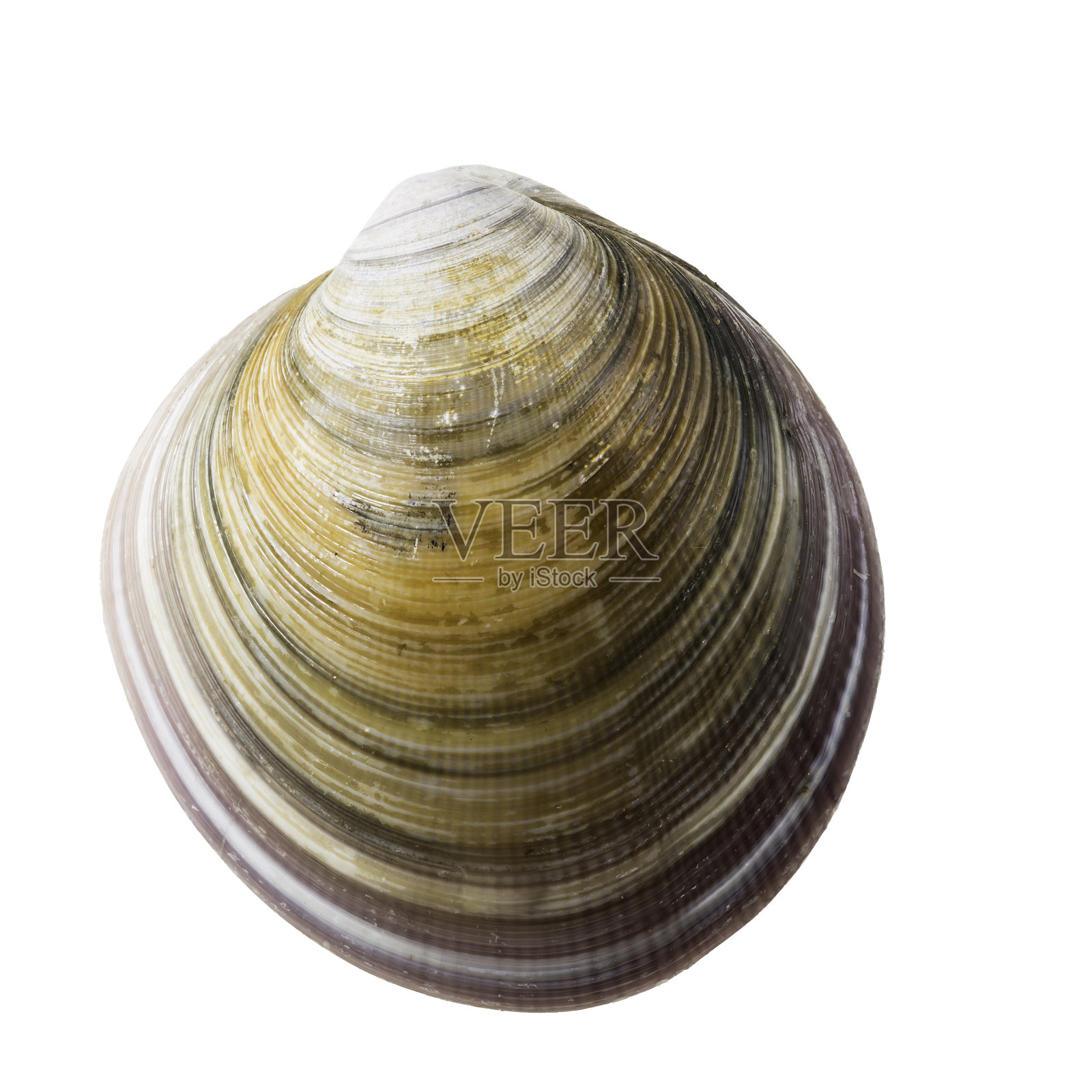 白色背景下的蛤蜊壳特写。照片摄影图片