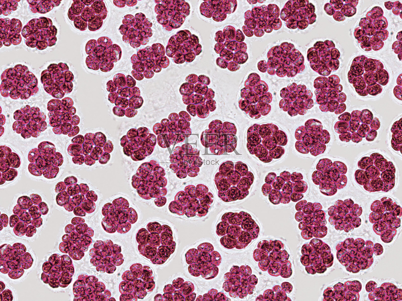 益生菌，白色背景上的细菌。细菌和微生物。显微镜下的益生菌，细菌群落。照片摄影图片