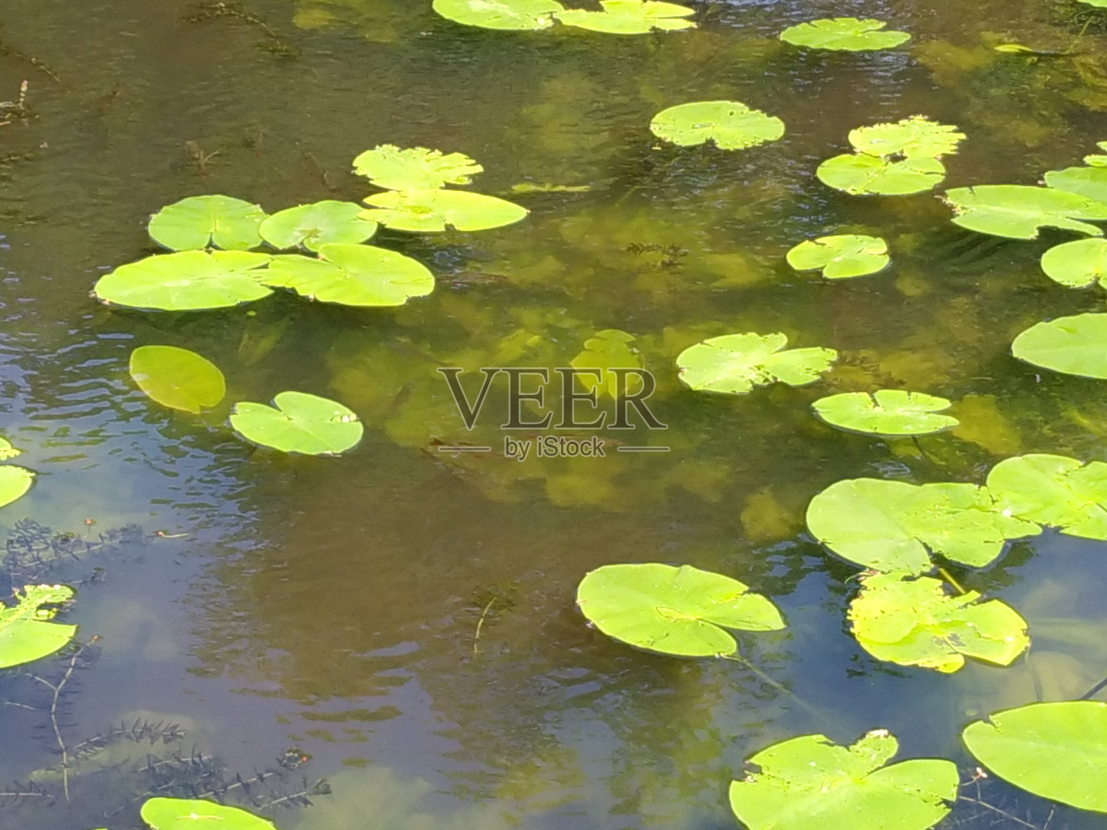 弗罗茨瓦夫日本花园中的湖泊照片摄影图片