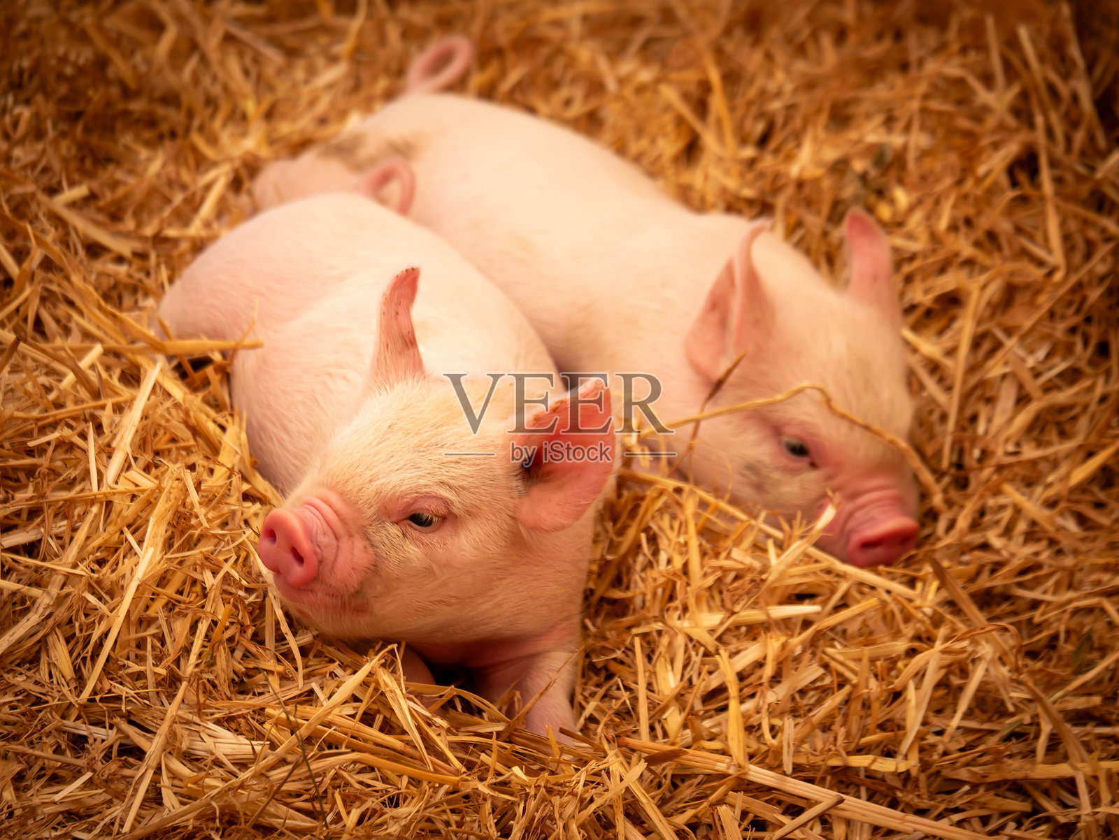 小猪仔照片摄影图片