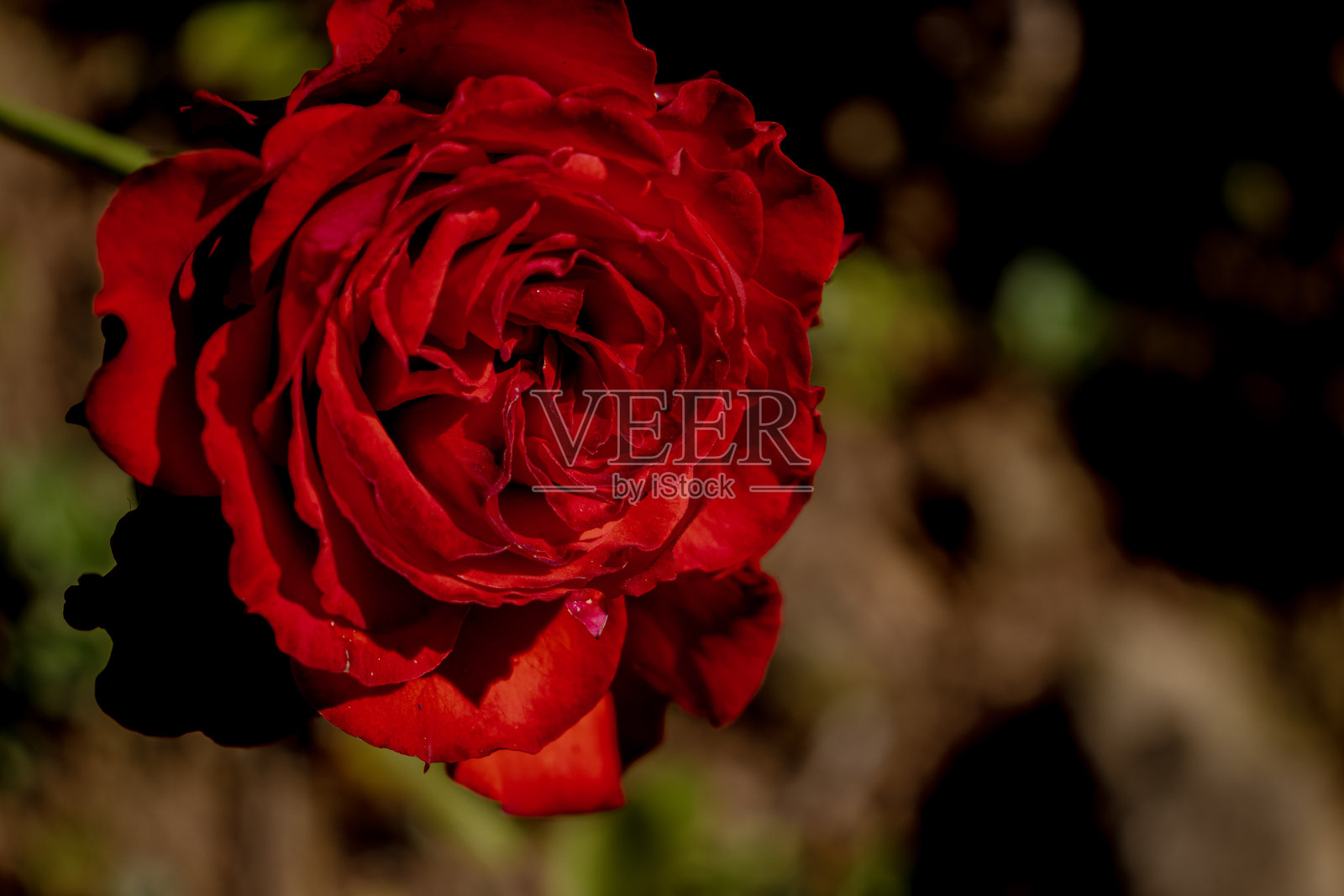 红玫瑰可能在花园中包含玫瑰花蕾照片摄影图片