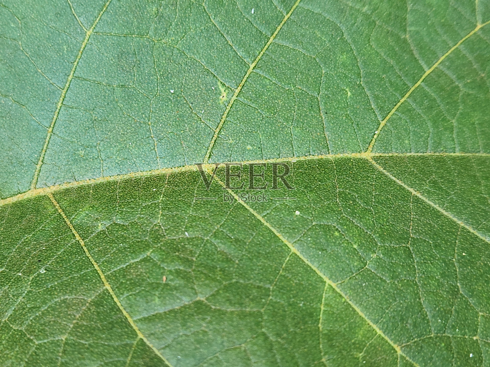 朱鲁贝巴叶：自然之美与功能性。朱鲁贝巴叶：纹理细节与清晰的叶脉。照片摄影图片
