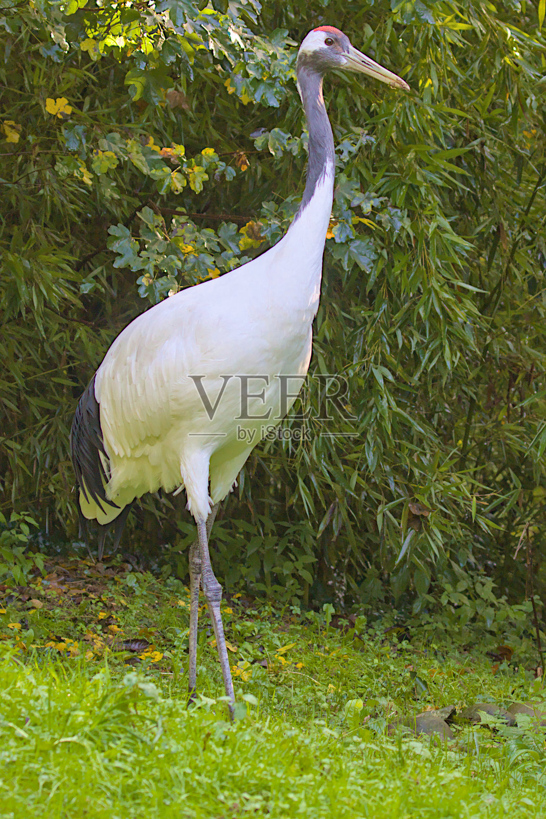 这只雄伟的鹤以其引人注目的黑白羽毛优雅地伫立在郁郁葱葱的绿意中。照片摄影图片