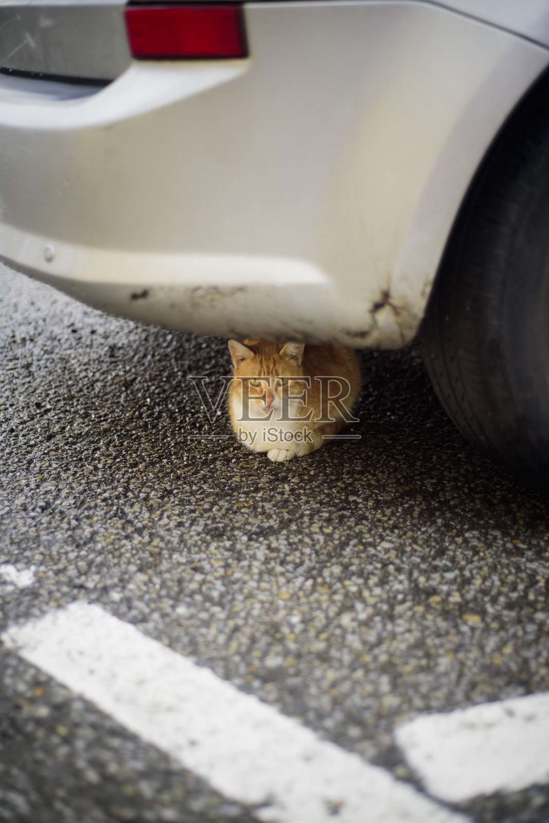 汽车底下的橘猫照片摄影图片