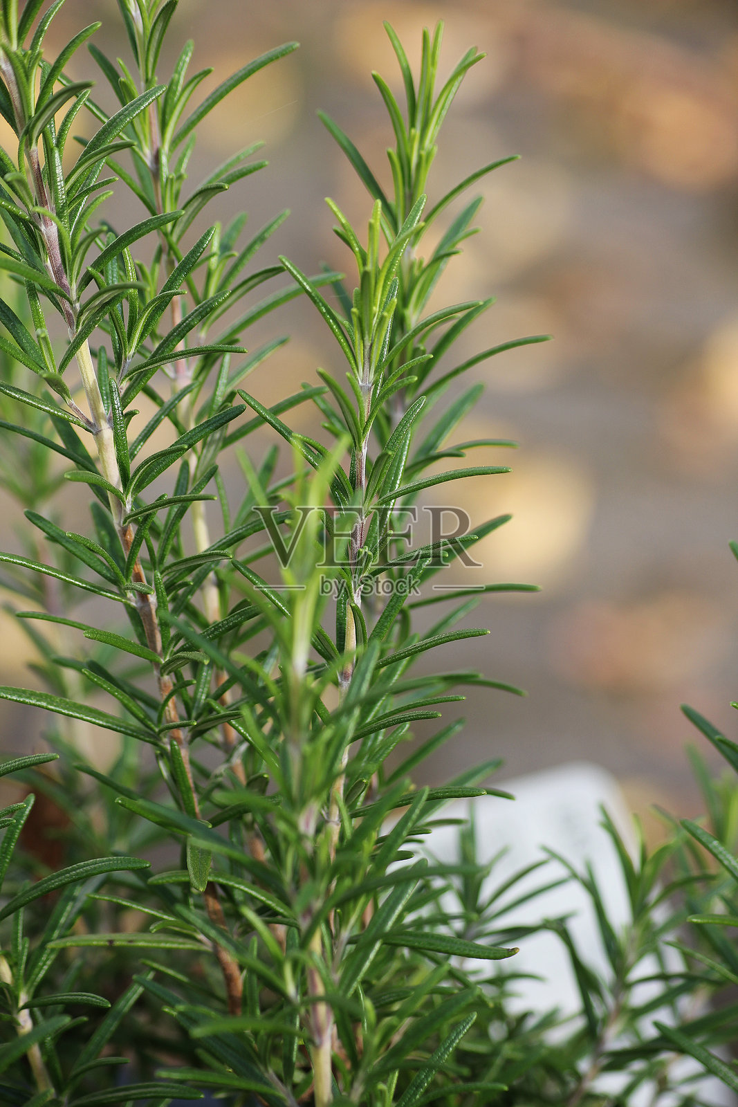 迷迭香植物照片摄影图片