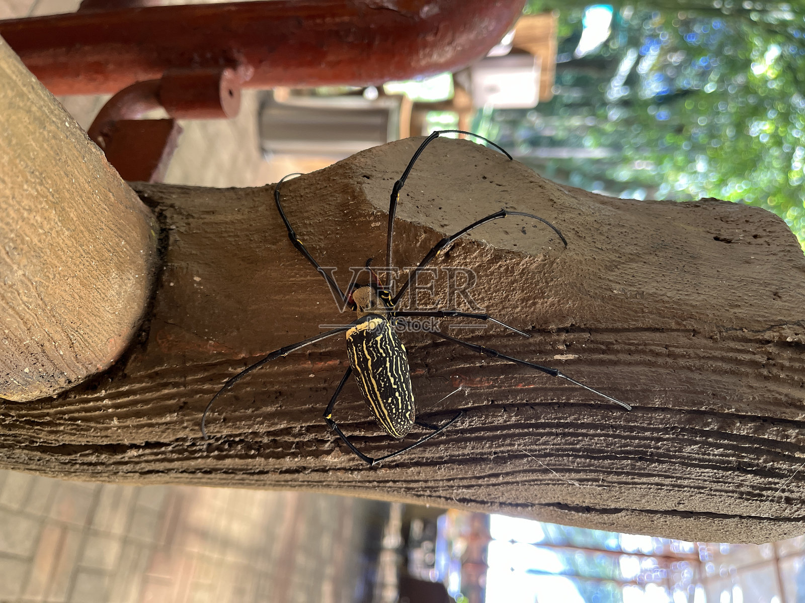 微距镜头下的蜘蛛照片摄影图片