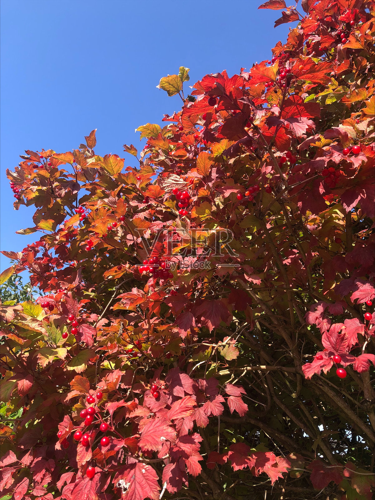 西伯利亚玫瑰照片摄影图片