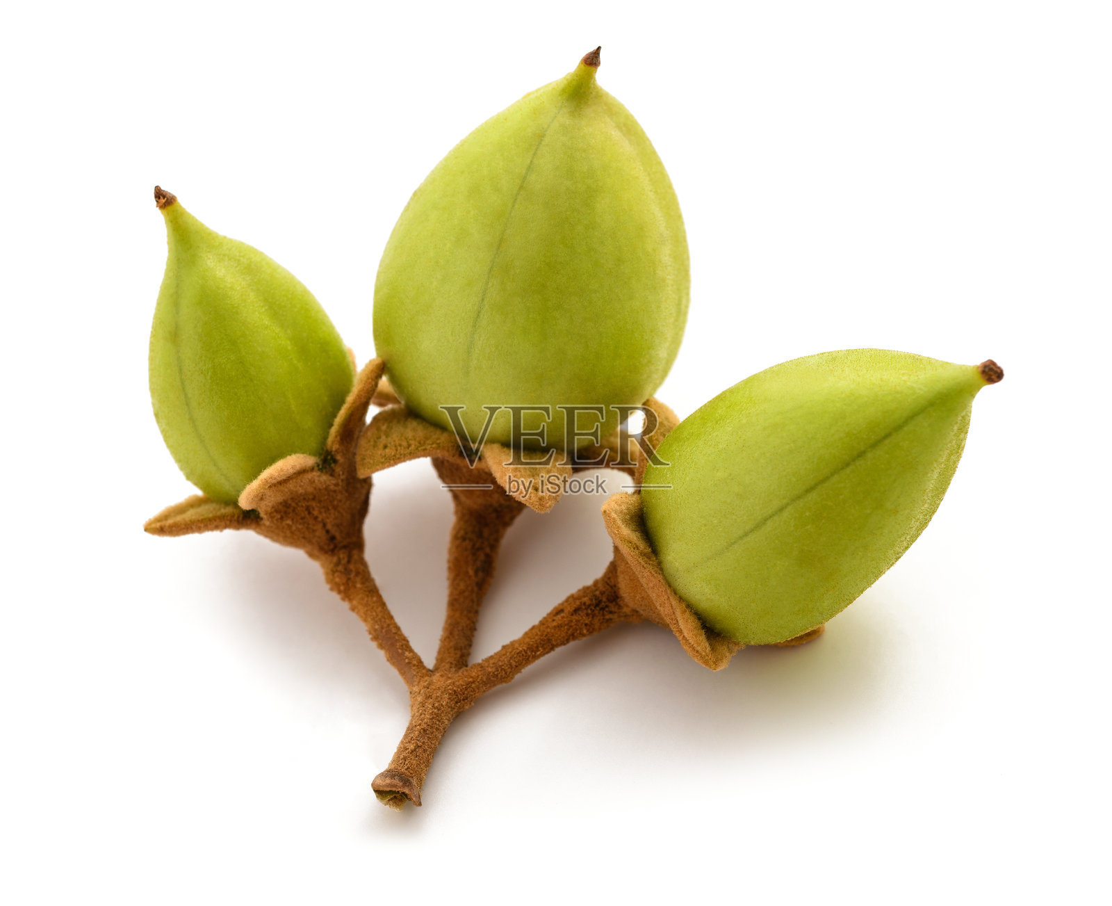 皇后树果实照片摄影图片