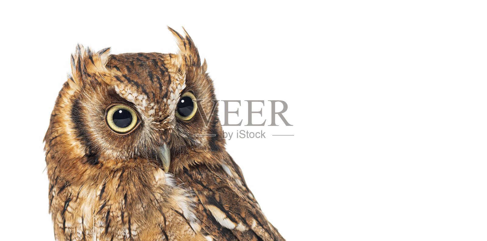 热带尖叫猫头鹰俯视，梅加斯科普斯·科利巴，孤立于白色背景上照片摄影图片