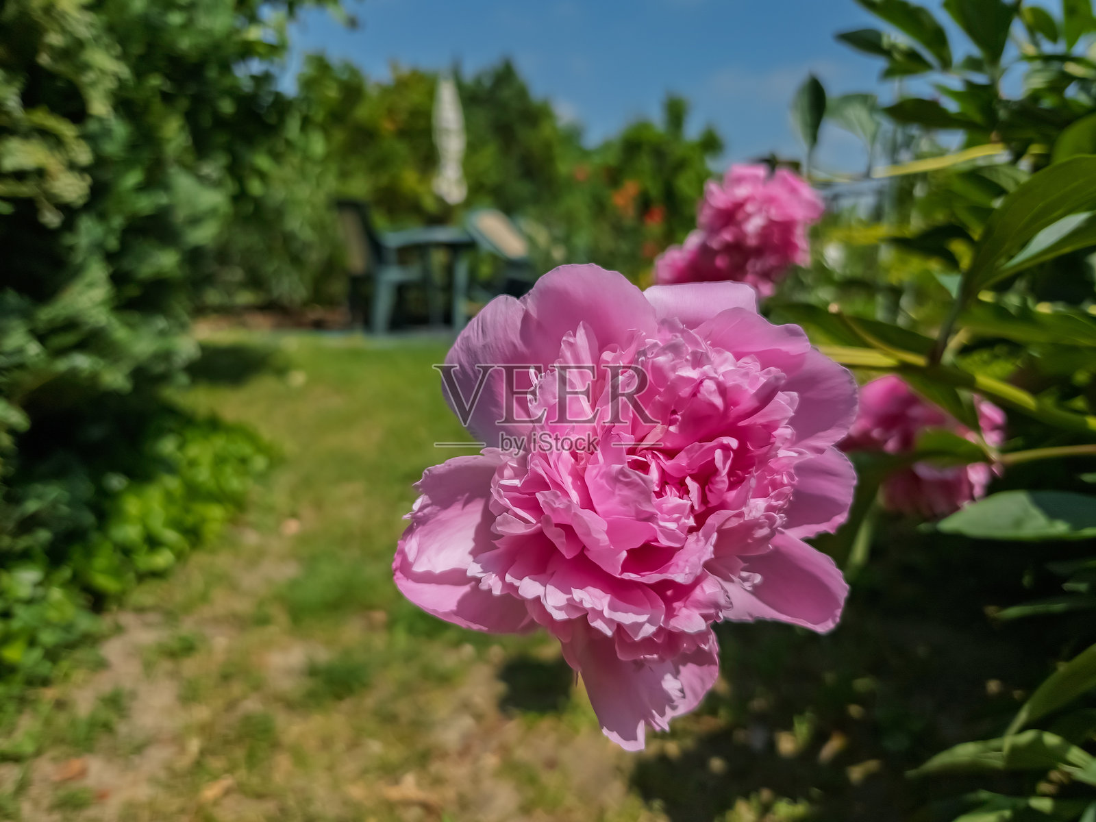 花园中的粉色牡丹花照片摄影图片