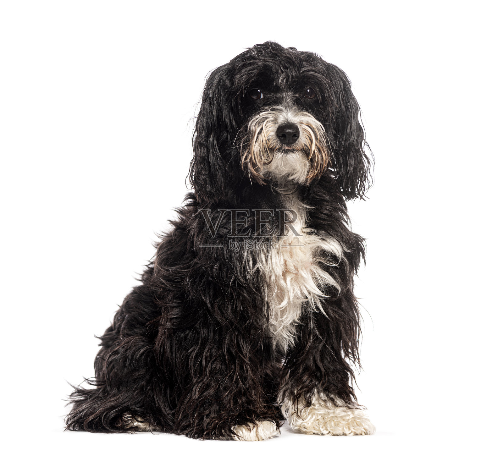 可爱的黑白杂种犬坐着，注视着镜头，背景为白色。照片摄影图片