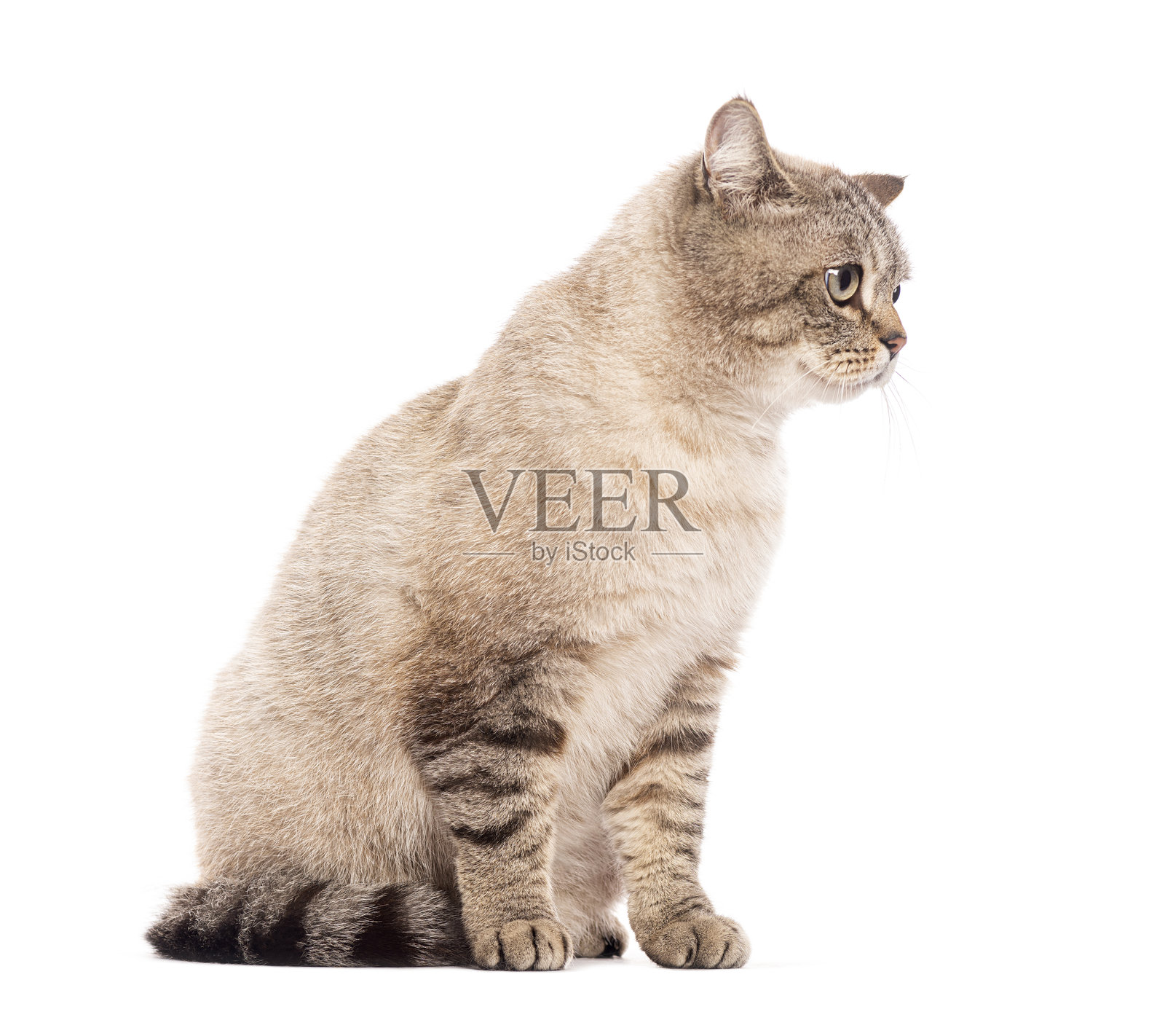 成年条纹英国短毛猫坐着，侧头看向一旁，背景为白色。照片摄影图片