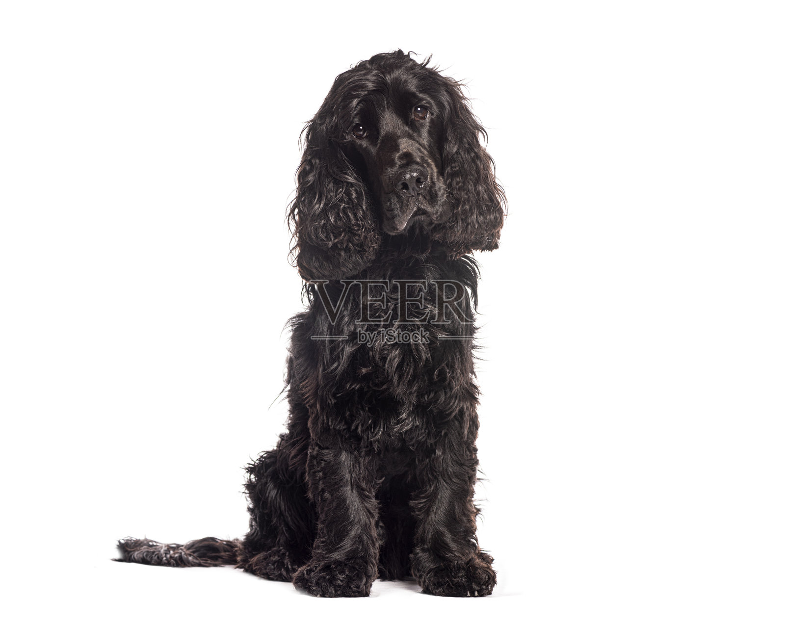 黑色可卡犬坐着并向上看照片摄影图片