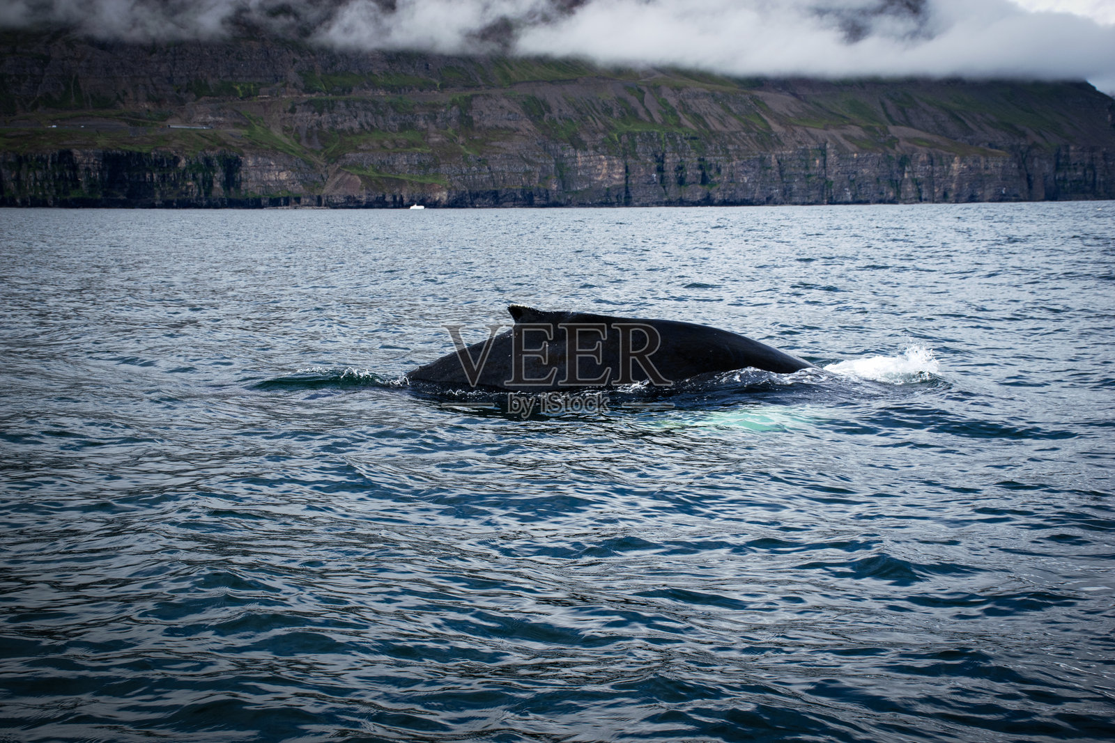 在冰岛的海洋中游泳的座头鲸照片摄影图片