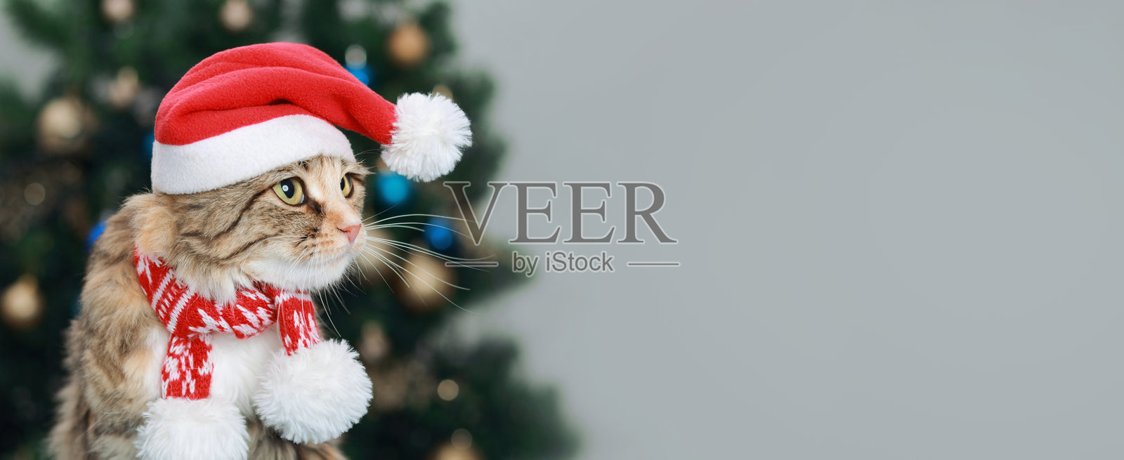 可爱的猫咪戴着圣诞帽和节日围巾，背景是一棵圣诞树。非常适合节日主题、圣诞卡片和节日促销。可爱而温馨的节日猫咪照片。照片摄影图片