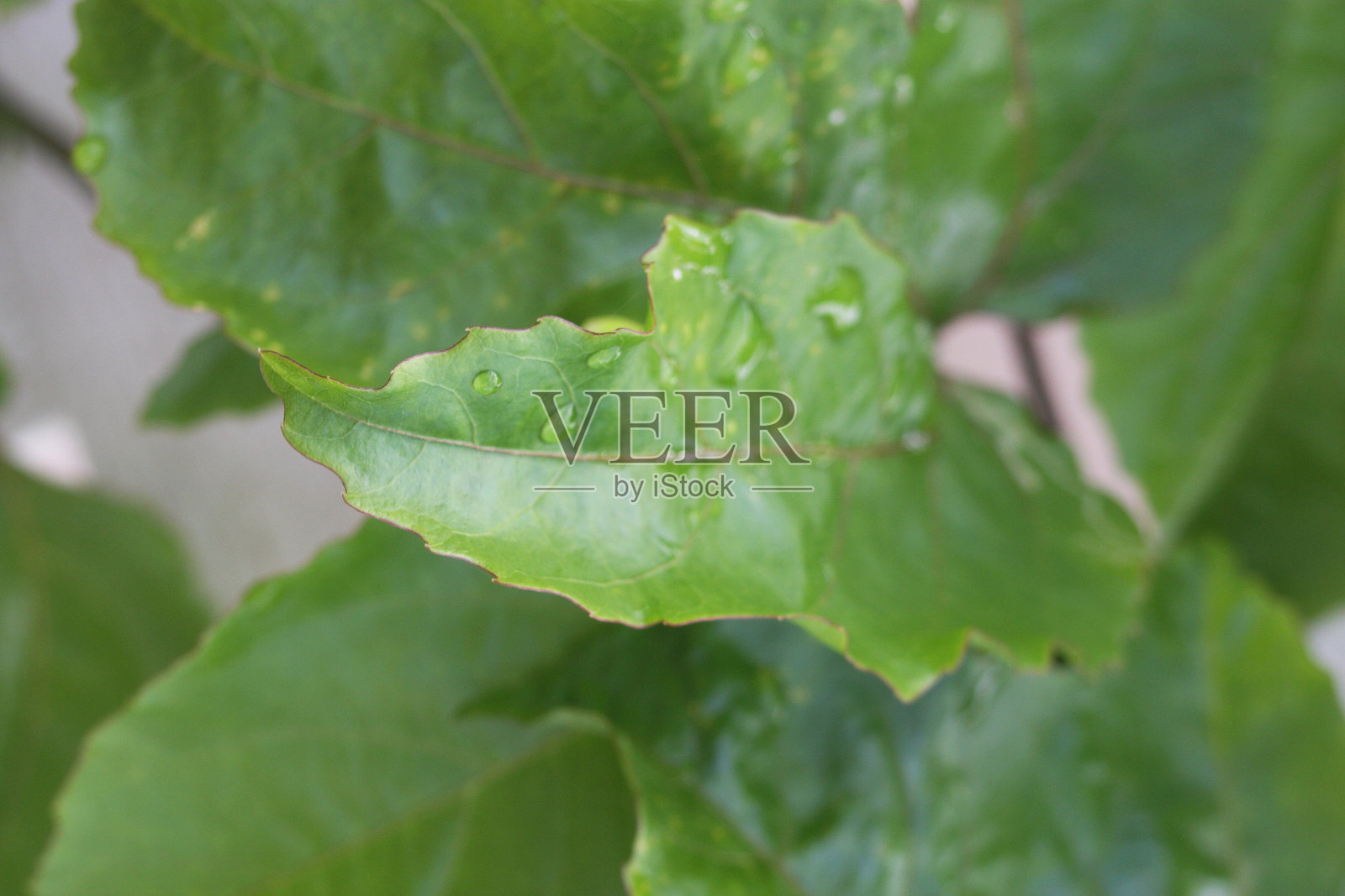 百香果叶照片摄影图片