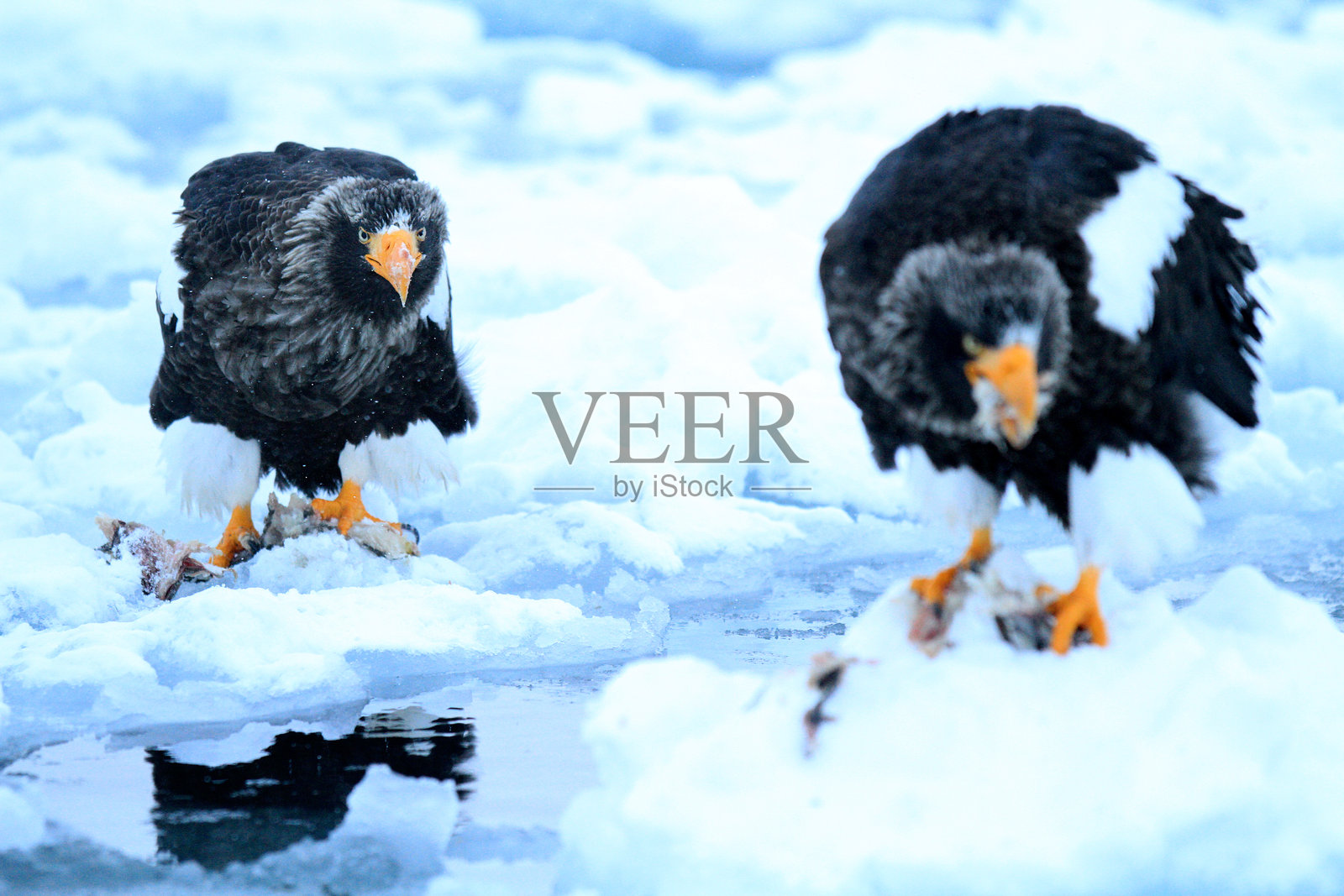 两只斯特勒海雕在冰块上，北海道，日本，罗臼照片摄影图片