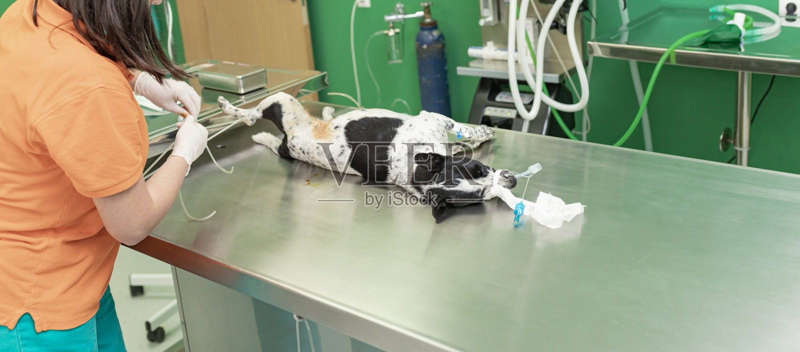 兽医护理：狗在检查台上照片摄影图片