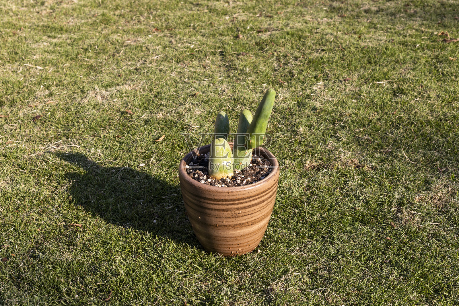 装饰花盆中的阴茎仙人掌照片摄影图片