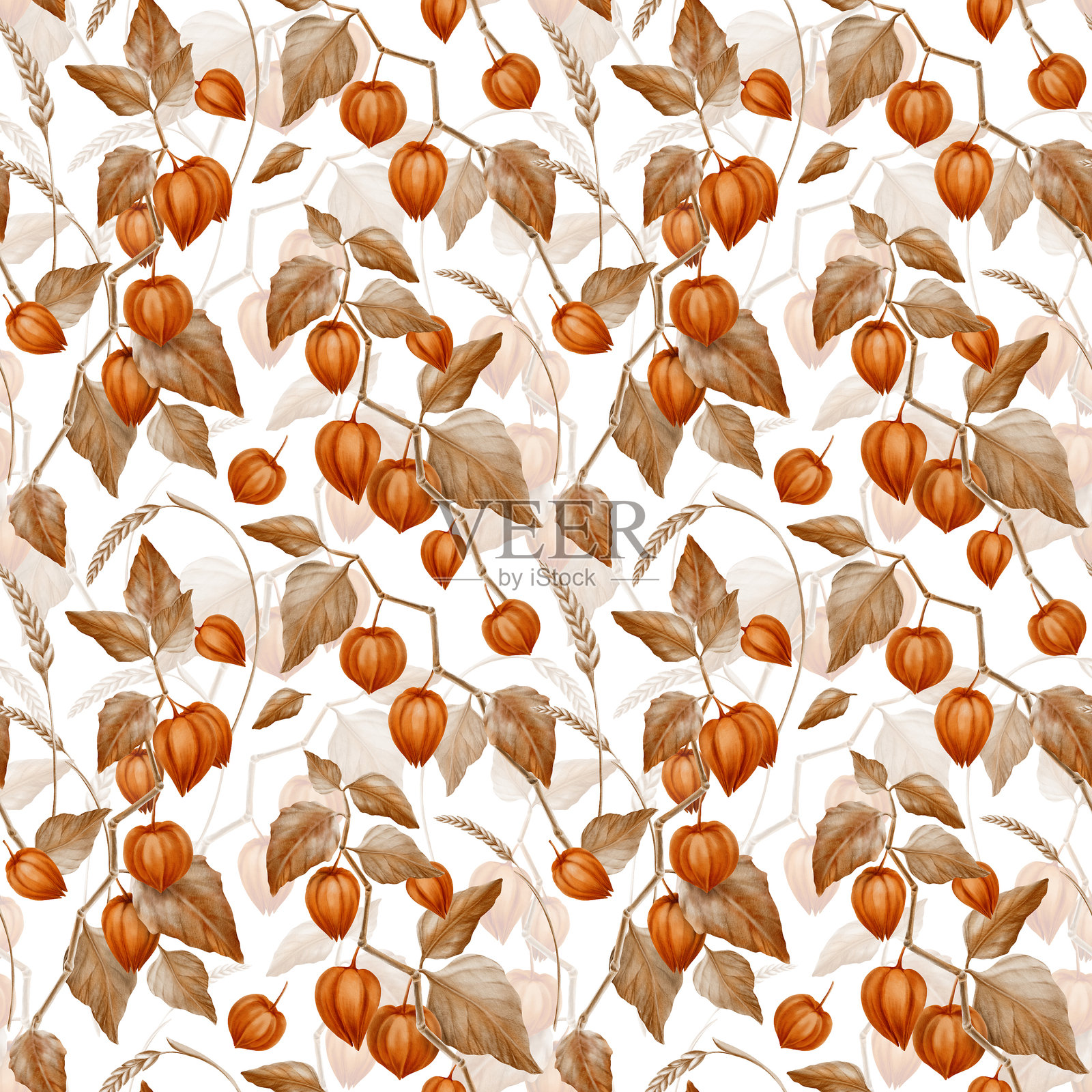 无缝图案：带有叶子和花蕾的橙色灯笼果枝，以及麦穗。适用于南瓜丰收节、感恩节和万圣节的装饰植物元素，背景透明。插画图片素材