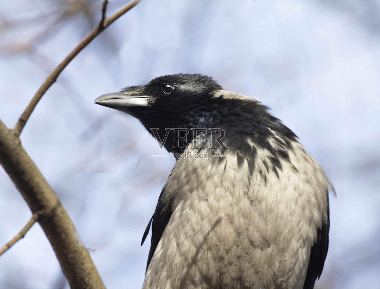 一只驯化的灰色乌鸦在公园入口处遇见了一名男子。照片摄影图片