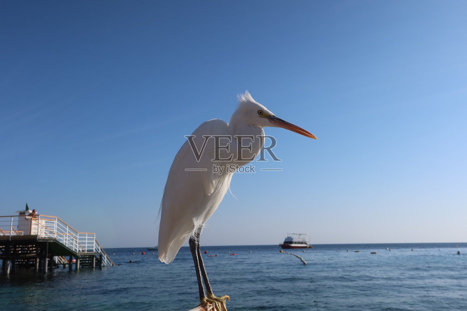在埃及沙姆沙伊赫的蓝色海水海岸上站着一只大白鹭。照片摄影图片
