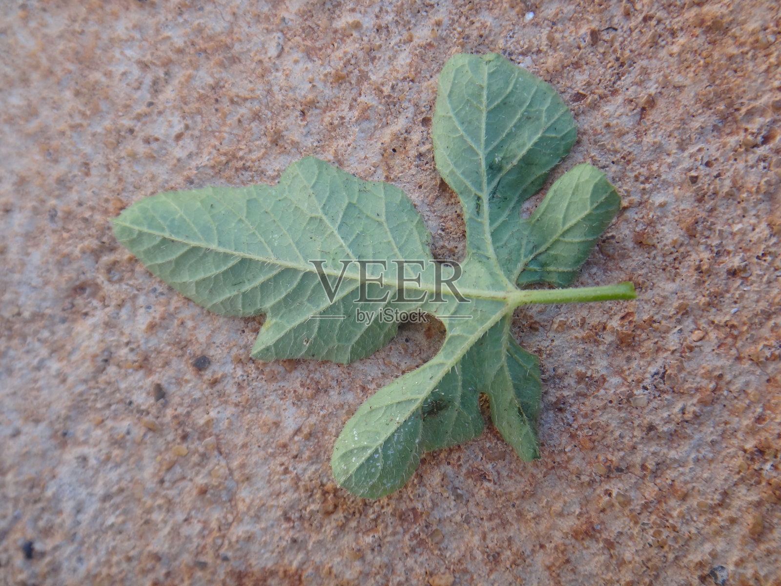 马西克叶子的底面特征：纹理和细节照片摄影图片