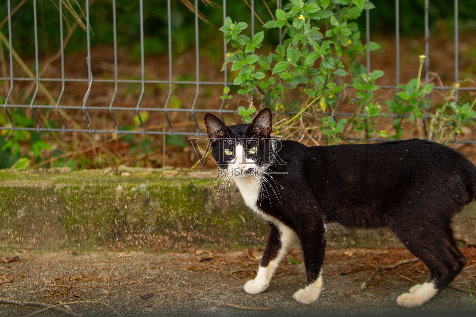 流浪猫照片摄影图片