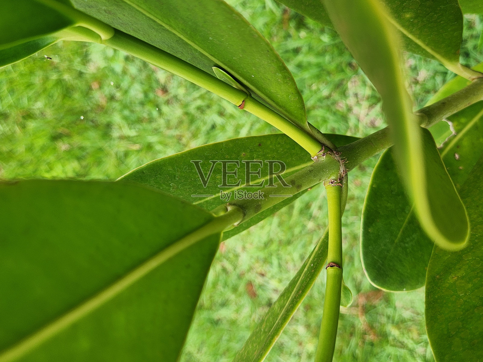 Clusia属植物的茎：热带环境中的坚固和韧性结构。Clusia属植物叶子的上表面：可见的纹理和叶脉。照片摄影图片