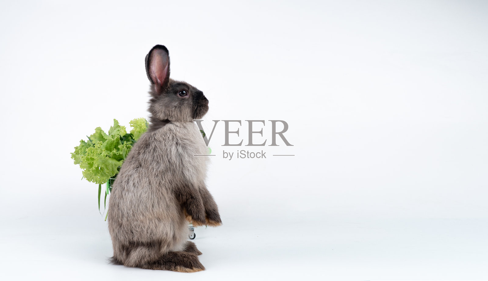 可爱的健康兔子站立在腿上，旁边有绿色的蔬菜，望向空白处，背景为纯白色。毛茸茸的棕黑色兔子用爪子支撑着，旁边是新鲜的有机素食。照片摄影图片
