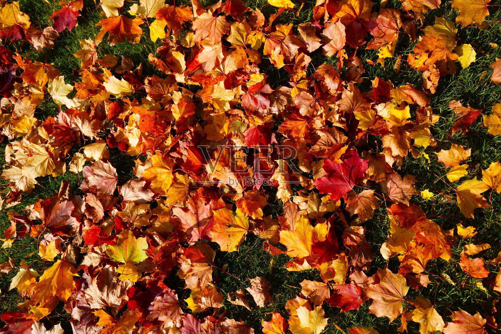 秋天的枫叶落在草地上照片摄影图片