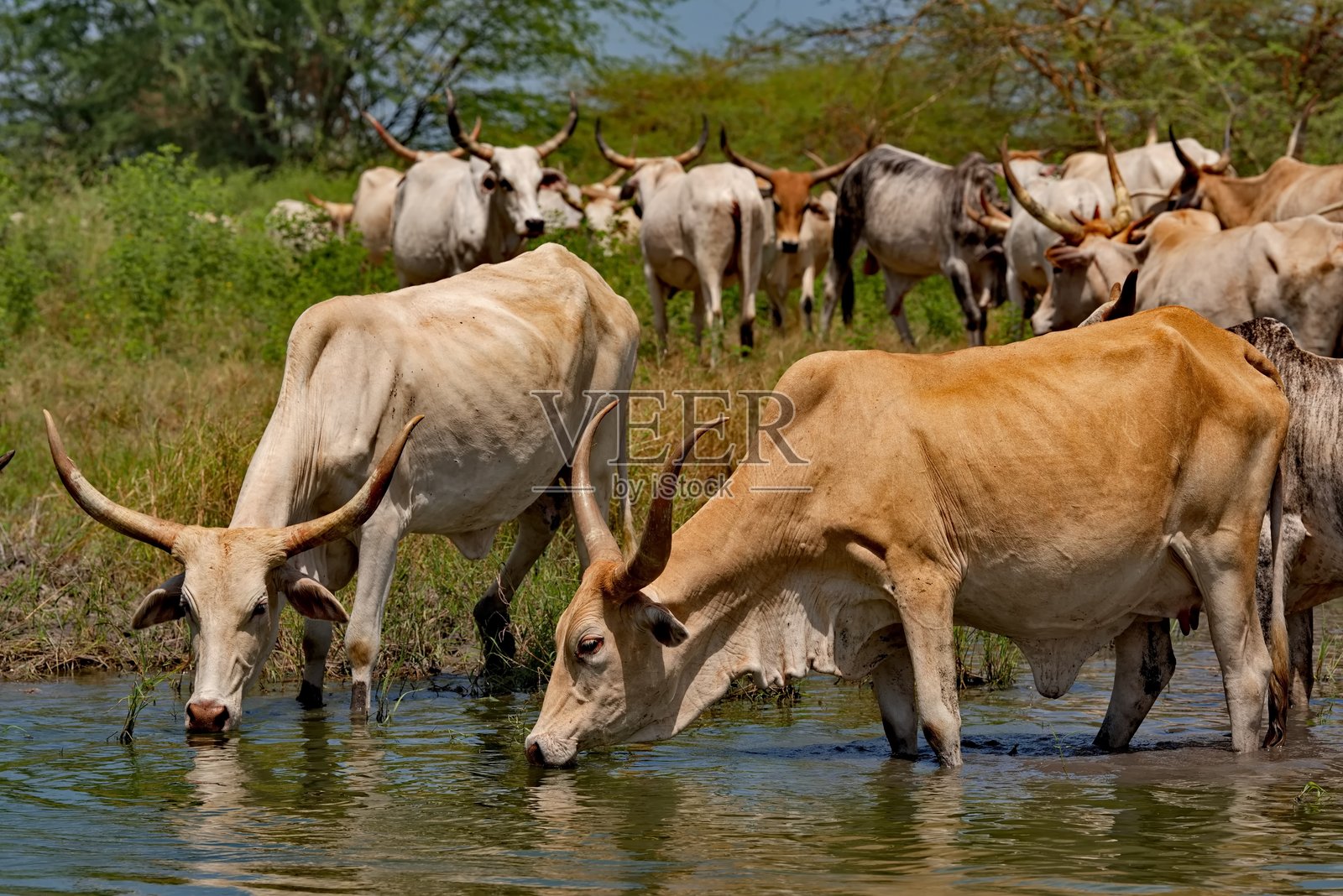 在水源地的有角动物群照片摄影图片