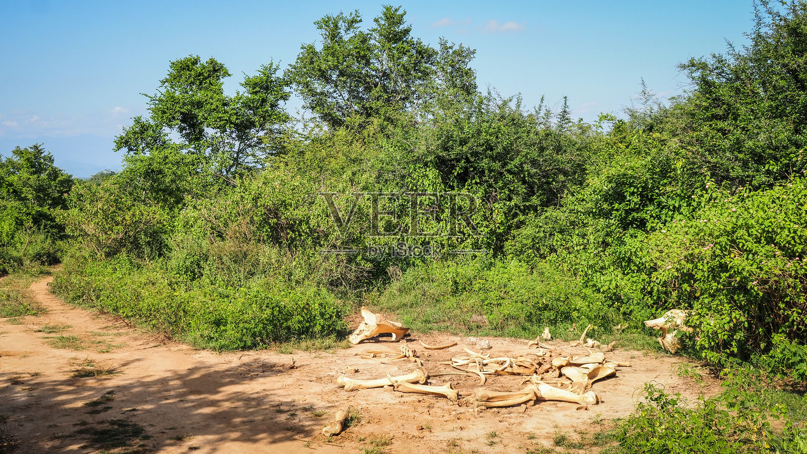 斯里兰卡乌达瓦拉韦国家公园照片摄影图片